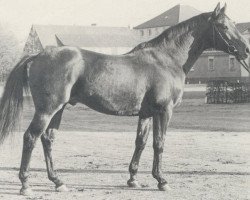 stallion Südwind (Hanoverian, 1970, from Sudan xx)