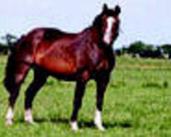 Pferd Lauscherin (Holsteiner, 1974, von Sacramento Song xx)