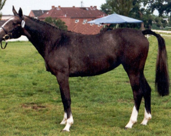 broodmare Creation B (Holsteiner, 1988, from Capitol I)