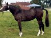 broodmare Creation B (Holsteiner, 1988, from Capitol I)