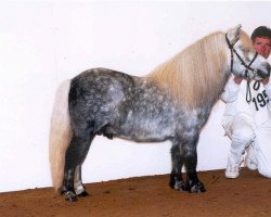 Deckhengst Stjernens High-Light (Shetland Pony, 1999, von Baunegårds Aladdin)