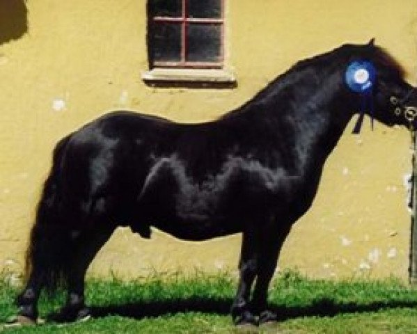 stallion Baunegårds Aladdin (Shetland Pony, 1994, from Liam of Borgie)