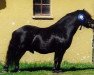 Deckhengst Baunegårds Aladdin (Shetland Pony, 1994, von Liam of Borgie)