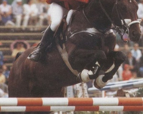 stallion Grannenfels (Oldenburg, 1979, from Grannus)