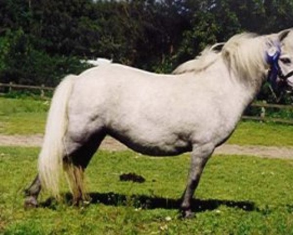 Zuchtstute Helen T.D. (Shetland Pony, 1993, von Briljant van de Stoommolen)