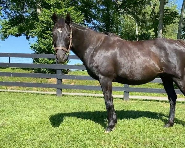 horse Una Bella d´Oro xx (Thoroughbred, 2020, from Medaglia d'Oro xx)