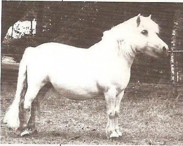 Zuchtstute Beja van de Prinsenhof (Shetland Pony, 1987, von Staturos van Boeicop)