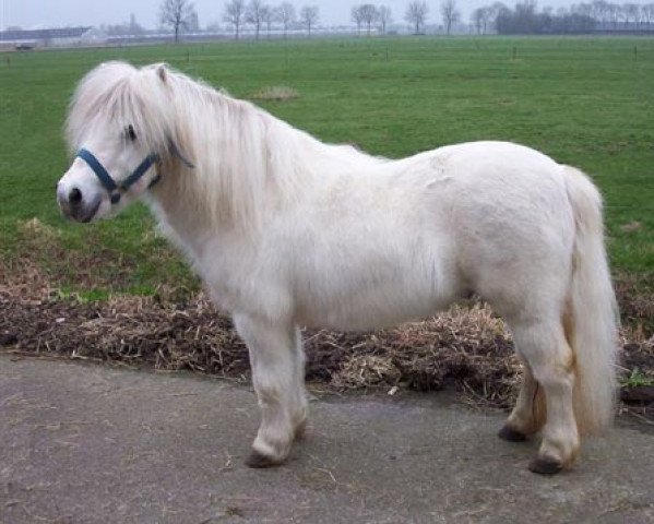stallion Staturos van Boeicop (Shetland Pony, 1981, from Lakeland Daylight)