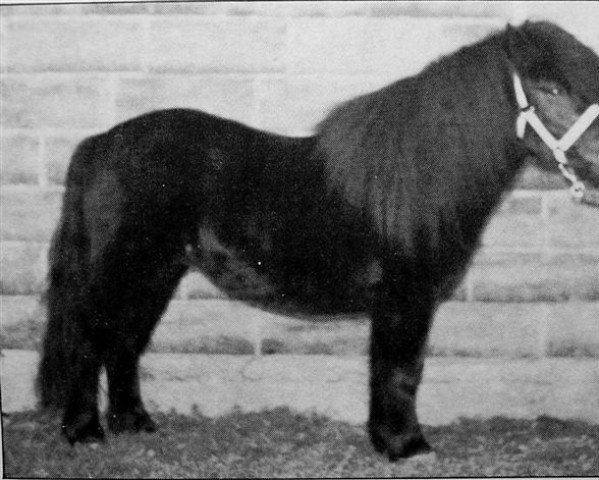 stallion Briljant van de Stoommolen (Shetland Pony, 1987, from Marlando van Stal Volmoed)