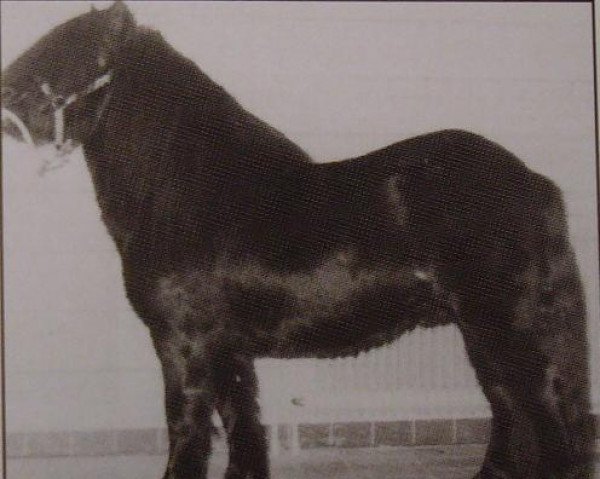 Deckhengst Light van de Vuurbaak (Shetland Pony, 1975, von Scurry of Marshwood)