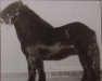 stallion Light van de Vuurbaak (Shetland Pony, 1975, from Scurry of Marshwood)