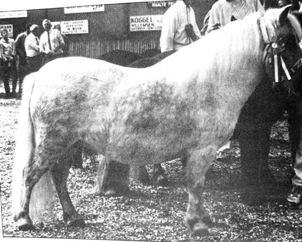 Zuchtstute Gray Lady of Castle Crag (Shetland Pony, 1974, von Wells Progress)