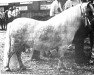 Zuchtstute Gray Lady of Castle Crag (Shetland Pony, 1974, von Wells Progress)