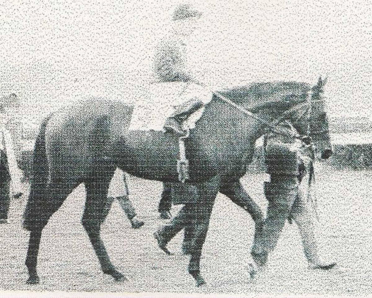 Zuchtstute Sheba xx (Englisches Vollblut, 1970, von Dschingis Khan xx)