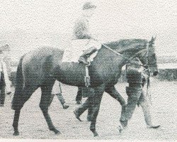 broodmare Sheba xx (Thoroughbred, 1970, from Dschingis Khan xx)