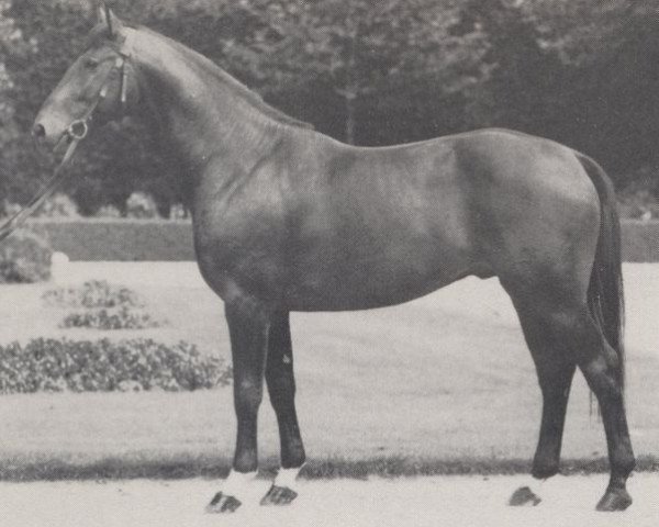 stallion Adlerruf (Hanoverian, 1965, from Adlerhorst)