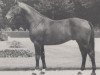 stallion Adlerruf (Hanoverian, 1965, from Adlerhorst)