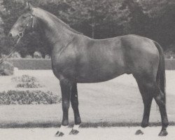 stallion Adlerruf (Hanoverian, 1965, from Adlerhorst)