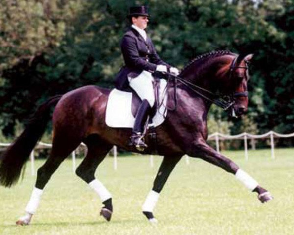 stallion Bonaparte (Dutch Warmblood, 1993, from Balzflug)