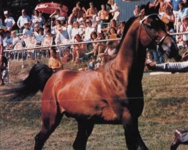 stallion Cid Ben Afas ox (Arabian thoroughbred, 1968, from Abu Afas 1947 ox)
