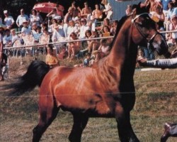 stallion Cid Ben Afas ox,MO 1289 (Arabian thoroughbred, 1968, from Abu Afas 1947 ox)