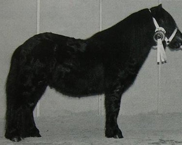 stallion Howard van Stal Geerhof (Shetland Pony, 1993, from Newton van Dorpzicht)