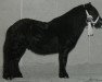 Deckhengst Howard van Stal Geerhof (Shetland Pony, 1993, von Newton van Dorpzicht)