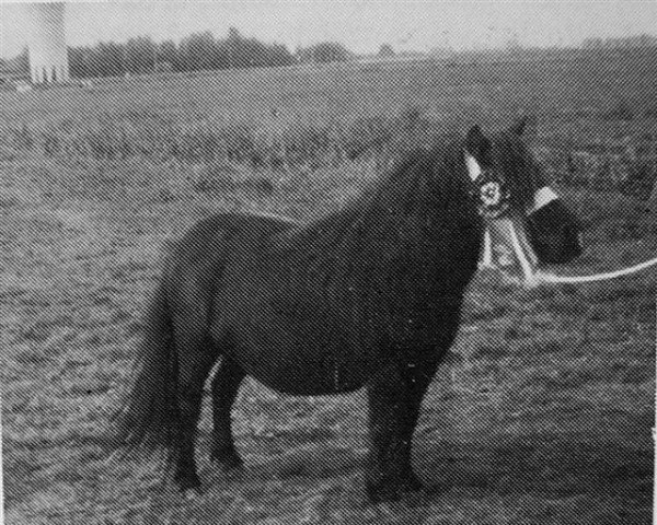 Zuchtstute Gieneke van Stal Geerhof (Shetland Pony, 1971, von Pegasus of Netherley)