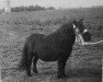 broodmare Gieneke van Stal Geerhof (Shetland Pony, 1971, from Pegasus of Netherley)