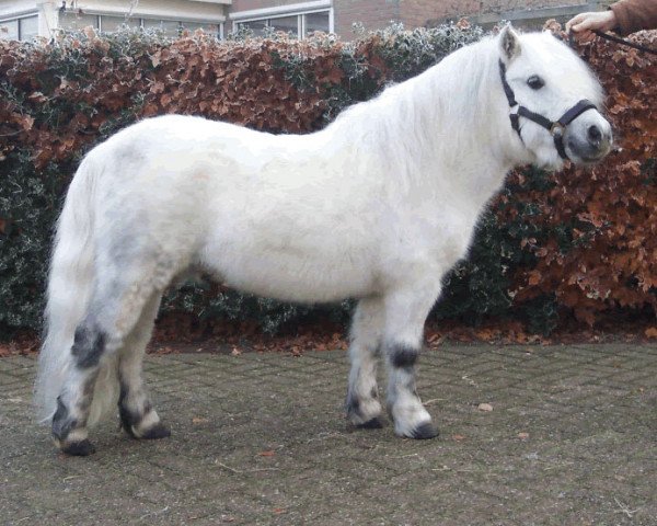 stallion Kjeld van Olwen (Shetland Pony, 1995, from Staturos van Boeicop)