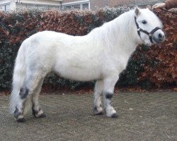 Deckhengst Kjeld van Olwen (Shetland Pony, 1995, von Staturos van Boeicop)