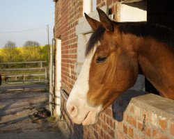 broodmare Lavida Loca (Hanoverian, 2005, from Londonderry)