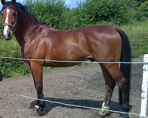 dressage horse Ins Power (Polish Warmblood, 1999, from Power Prince)