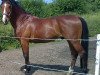 dressage horse Ins Power (Polish Warmblood, 1999, from Power Prince)