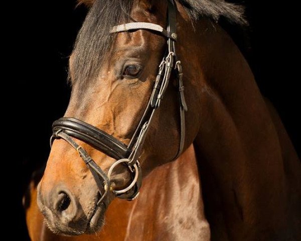 dressage horse Fidertime (Hanoverian, 2008, from Fidertanz)