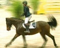 broodmare Miss Libero (Hanoverian, 1996, from Libero H)