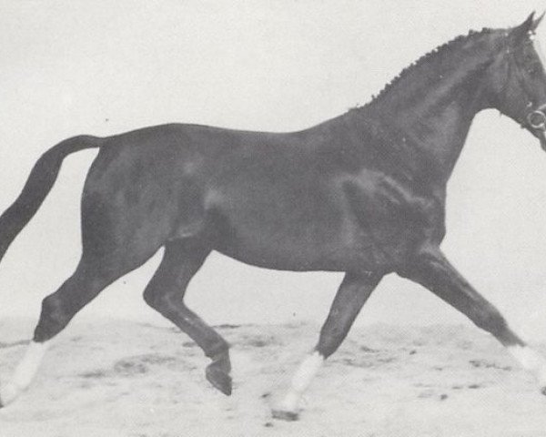 stallion Goldfinger (Hessian Warmblood, 1974, from Graphit)