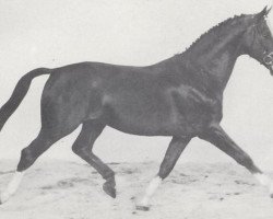 stallion Goldfinger (Hessian Warmblood, 1974, from Graphit)