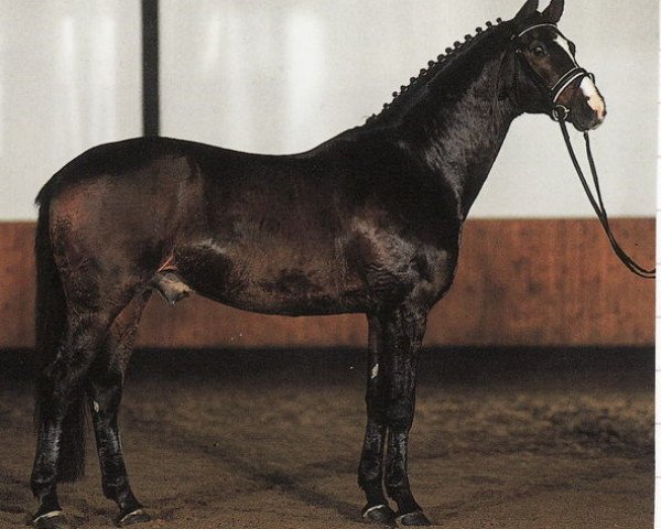 stallion Weltrekord (Hanoverian, 1989, from Weltmeyer)