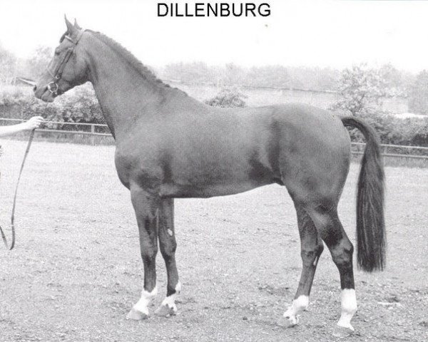 Deckhengst Dillenburg (Niederländisches Warmblut, 1985, von Zeus)