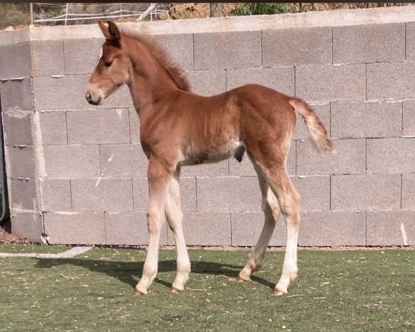 jumper Kazaan SB (German Sport Horse, 2022, from Kassander van het Roosakker)