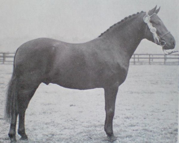 Deckhengst Nigger Step of Bridgelea (New-Forest-Pony, 1962, von Jasmijn Merrie Minstrel)