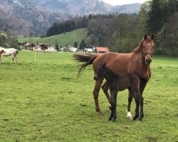 broodmare Milky Bay (German Sport Horse, 2017, from Diamant de Semilly)