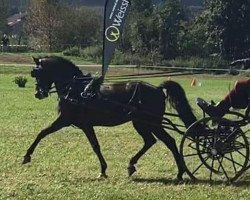 dressage horse Sandokan WS (Deutsches Reitpony, 2013, from Strahlemann)