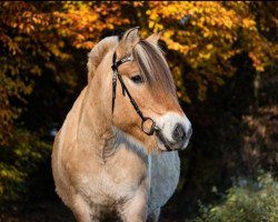 horse Hjulius (Fjord Horse, 1996, from Hallodri)