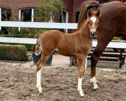 Dressurpferd Kastanienhof Hardrock (Deutsches Reitpony, 2022, von Halifax)