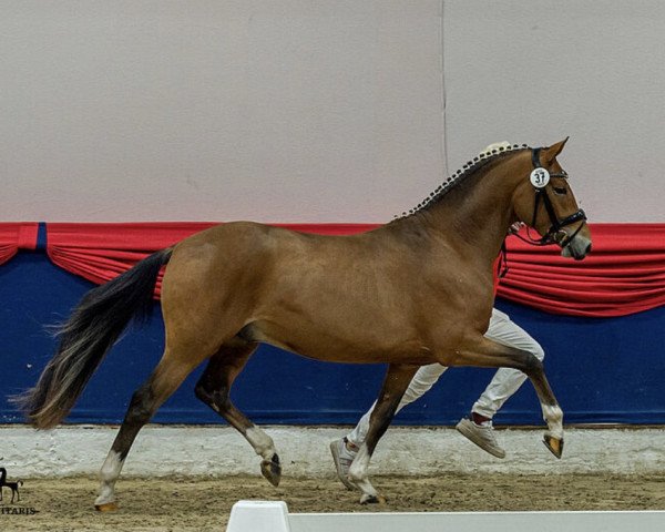 stallion Darboven K WE (German Riding Pony, 2019, from Dallmayr K)