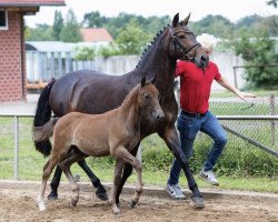 Springpferd Olaf von Westerburg (Deutsches Reitpony, 2020, von Del Piero 25)