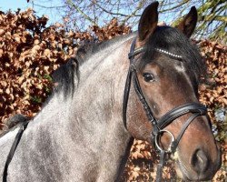 stallion Delandro (German Riding Pony, 2016, from Del Piero 25)