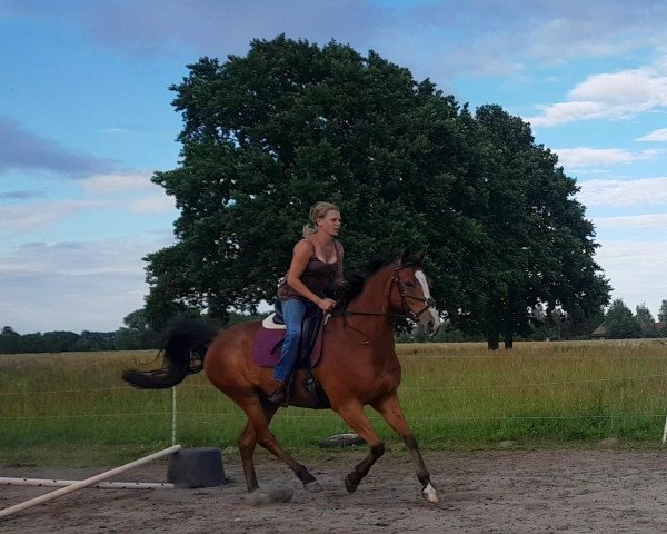 jumper Quasi of Spring (German Sport Horse, 2009, from Quality 9)